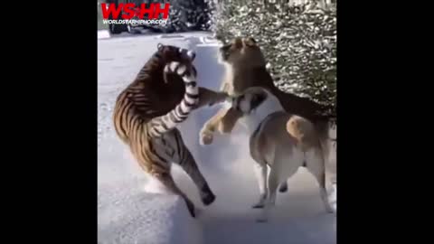 That Tiger Reacted So Much Faster Than The Dog!