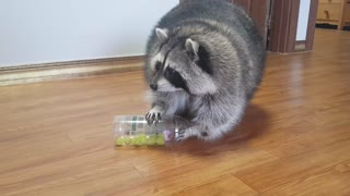 Raccoon is eating green grapes from the tumbler