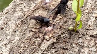 Tabanus atratus..Black Horse Fly