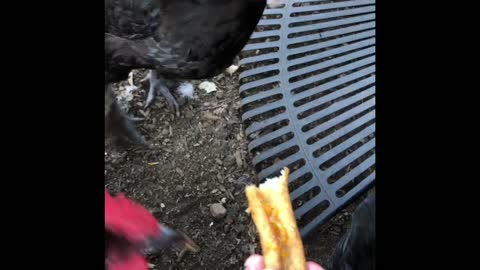 Chickens get French Fries