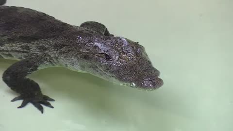 Inside Look - Nile Crocodile_Cut.mp4