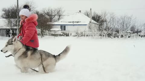 Young girl playing with siberian husky malamute dog on the snow outdoors in winter forest park