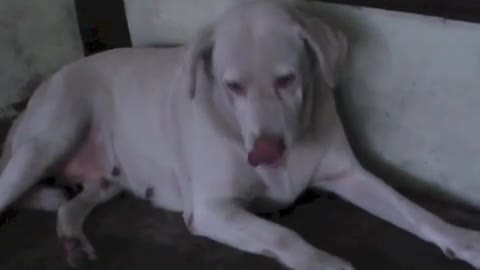 Labrador dog headbanging