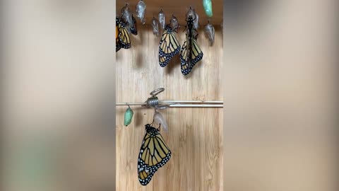 Mesmerising footage shows the incredible metamorphosis of Monarch Butterflies