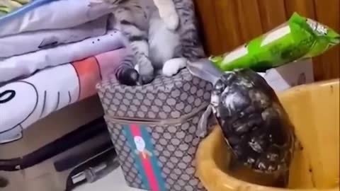 OMG So Cute ♥ Best Funny Cat Videos #1