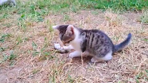 A little kitten eats a Mouse. These kittens are so cute and beautiful