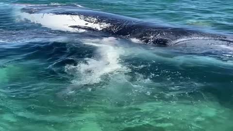 Group of Tiger Sharks Feeding on Dead Humpback Whale