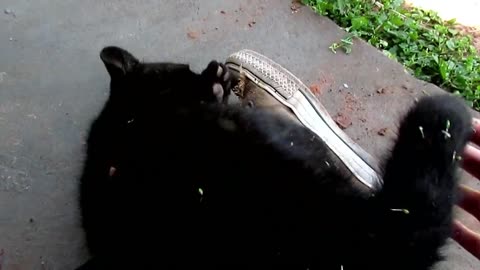 Cachorro de jaguar a la lucha con un humano