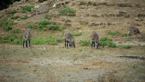 Flock of mountian goats