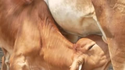 Calf Suckle Lactate Cow Feeding