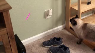 Cat Runs into Wall Chasing Laser