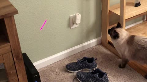 Cat Runs into Wall Chasing Laser