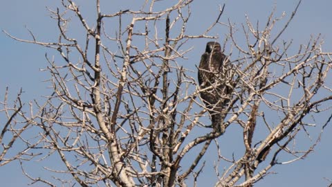 slow motion of a red tailed hawk sitting in a tree