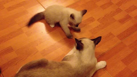 kitten cat plays with her mom