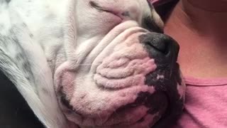 Cute bulldog puppy snoring away
