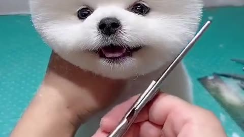 Cute cutting of a cute cat ,Very beautiful cutting