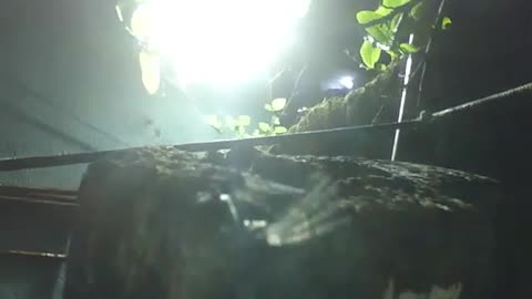 LED spotlight catches spider on top of wood, but it is too fast and escapes [Nature & Animals]