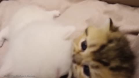 Cat Vs Cat video compilation