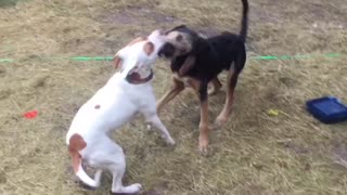 Dogs having fun