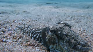 Cuttlefish Camouflage