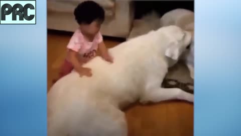 Funny Dog Video Series #9 ♥ Cute Puppy and Baby are playing together