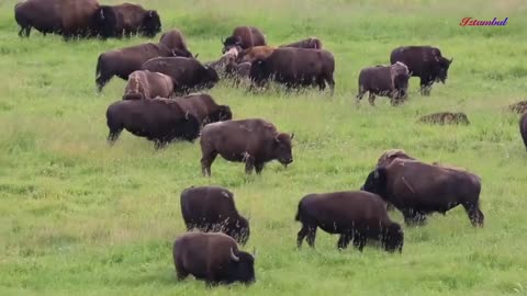 LIVESTOCK OF WILD AND WILD ANIMALS.......BISON ‼️