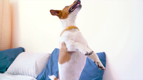 This Delightful Dog Loves Playing On Bed At The Morning!