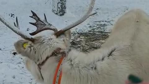 Real north reindeer, Finland