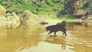 Dog Labrador Gets In Water After Hot Day