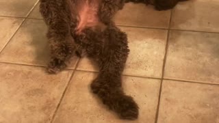 Doggies tail goes wild with squeaky toy!