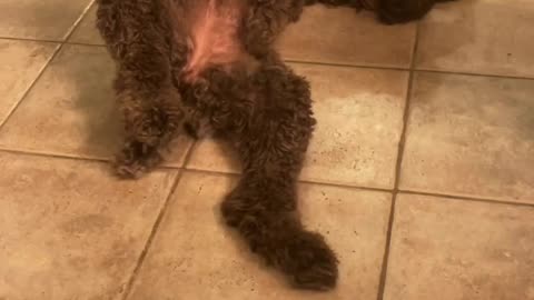 Doggies tail goes wild with squeaky toy!