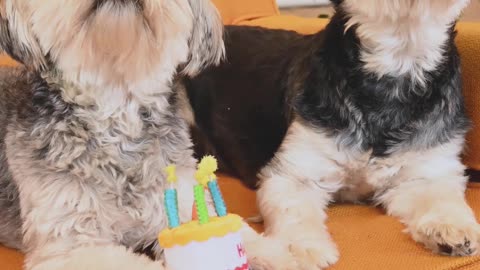 Cute Dogs Birthday Celebration