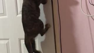 Cat Climbs to Open Door for Its Buddy