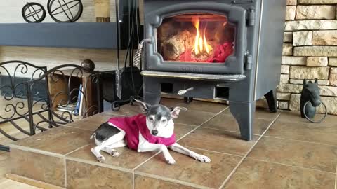 Old dog relaxing by the fireplace