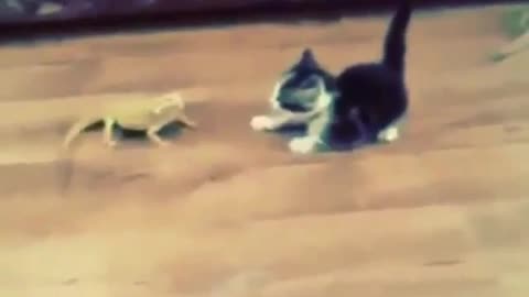 Funny cat and lizard Enjoy not to be missed