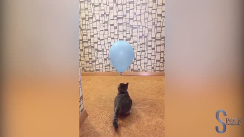 cat fight against balloons! See the unexpected ending !! #cat #ballons #fight