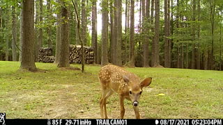 Fawns and Thunder