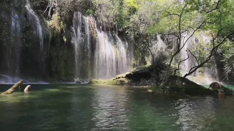 Beautiful forest and river