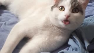 Tongue Out Cat!