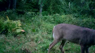 Huge PA 8 Point Buck