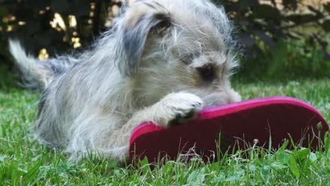 This Cute Little Puppy Enjoys Licking The Shoe On The Grass