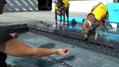 Teaching my dog how to swim:)