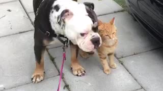 Neighborhood Cats Greet Bulldog During His Walk