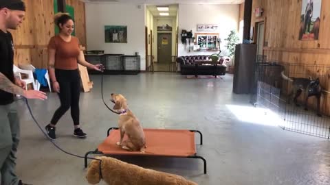 Leash dog trainning