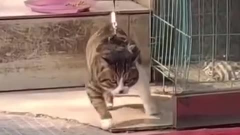 Funny Animal Video Collection