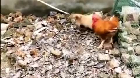 Funny dog vs chicken fight scenes!
