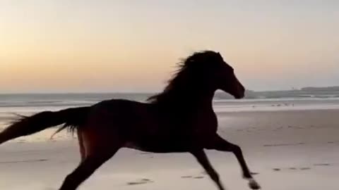 Horse running on beach