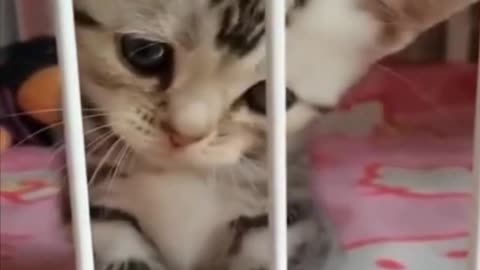 BEAUTIFUL KITTEN OPENING HIS MOUTH