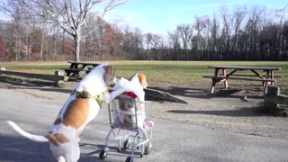 Funny dogs shopping
