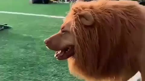 Funny dog with heavy hair like a lion